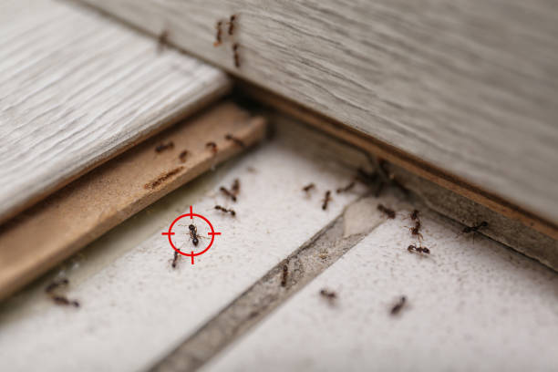 Best Wildlife Control Services  in Sturgis, KY