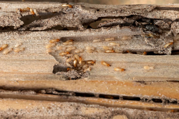 Best Exterminator Services  in Sturgis, KY